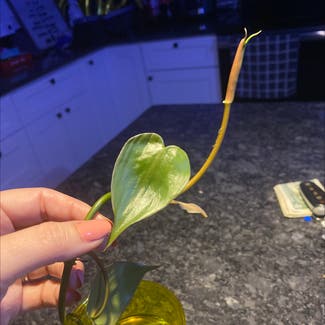 Heartleaf Philodendron plant in Gilbert, South Carolina