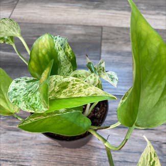 Marble Queen Pothos plant in Gilbert, South Carolina