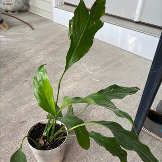 Peace Lily plant in Gilbert, South Carolina