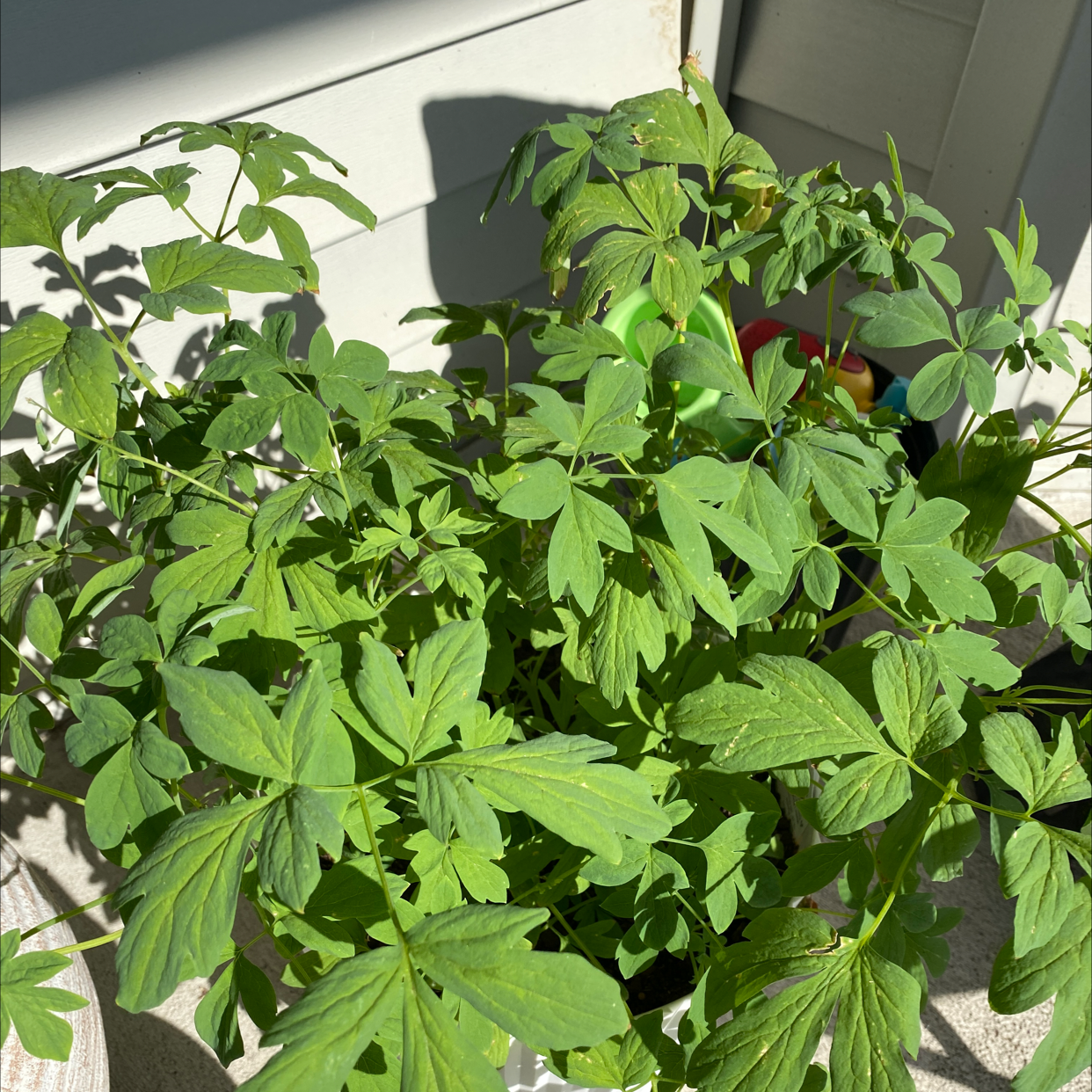 Photo of the plant species Alba Bleeding Heart by @saatwood named Belle on Greg, the plant care app