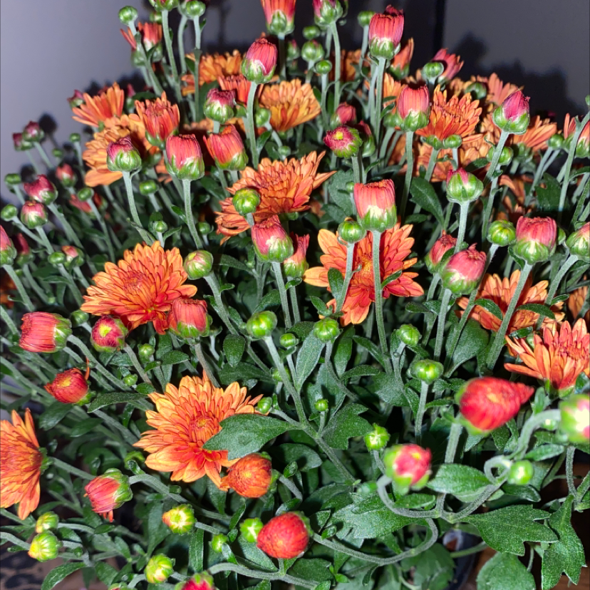 Healthy Florist's Daisy with vibrant orange flowers and green buds.