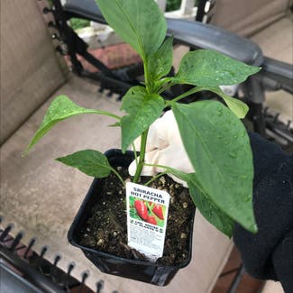 Bell Pepper plant in Somewhere on Earth