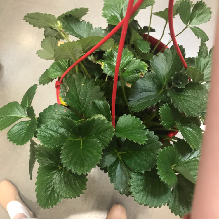 Beach Strawberry plant in a hanging pot with healthy green leaves.