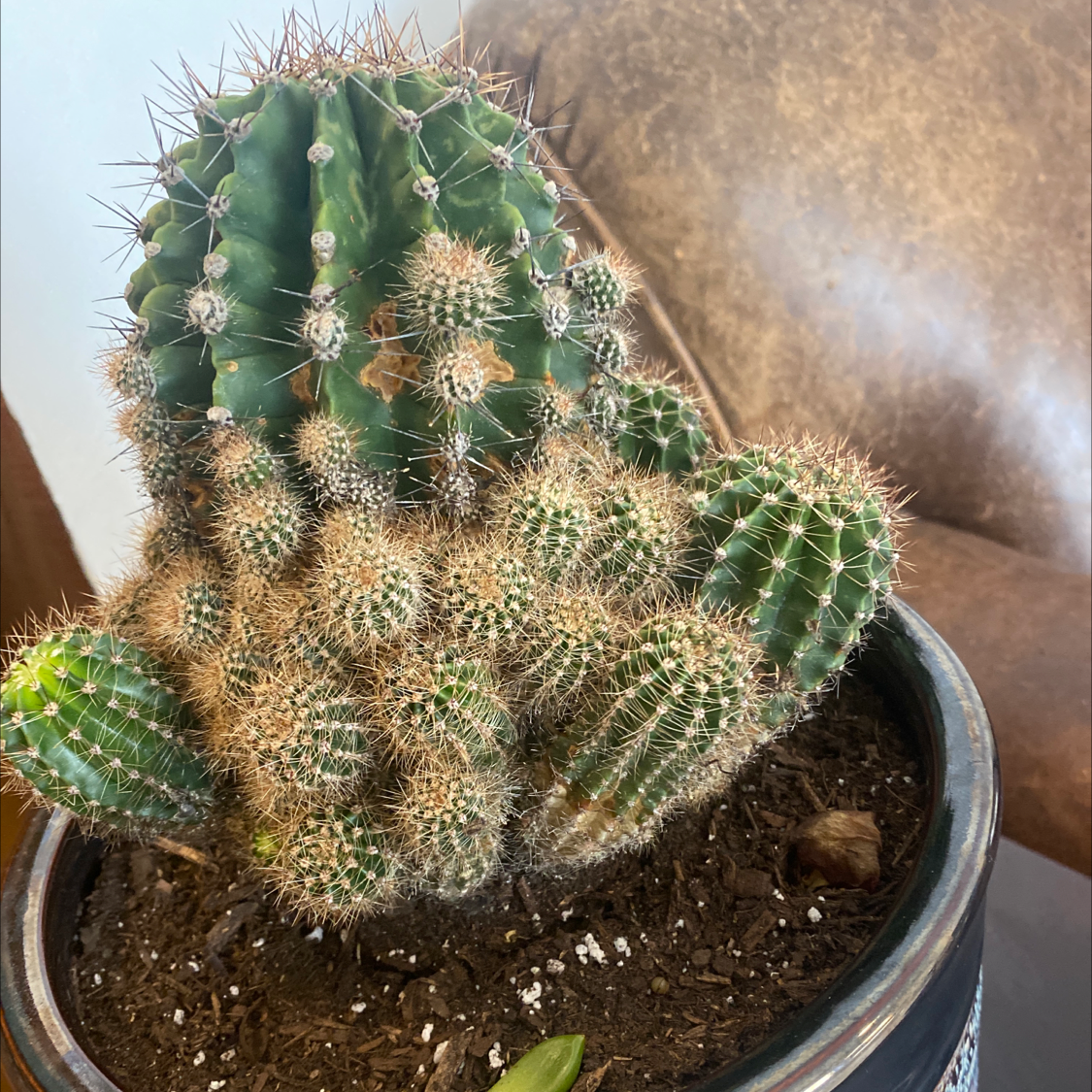 Potted Scarlet Hedgehog Cactus with multiple stems, healthy appearance.