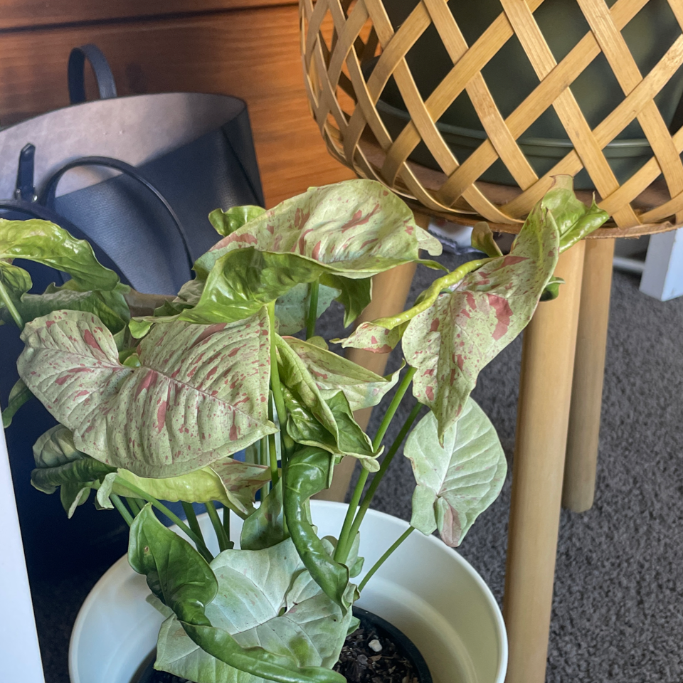 Confetti Syngonium plant in a pot with green and pinkish leaves.