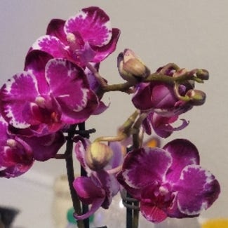 Phalaenopsis Orchid plant in Northglenn, Colorado