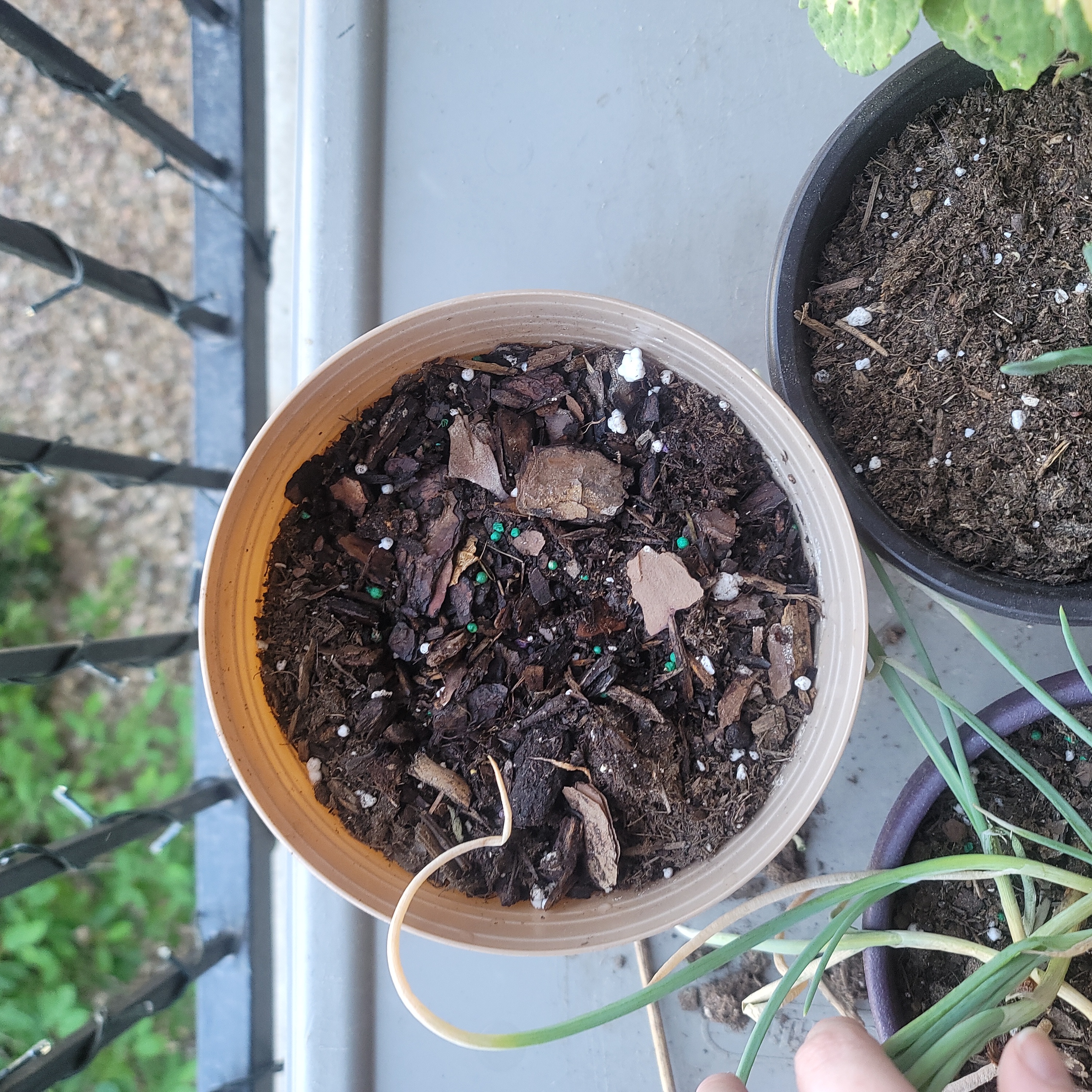 Potted Globe Onion plant with visible soil and green shoots. Hand visible.