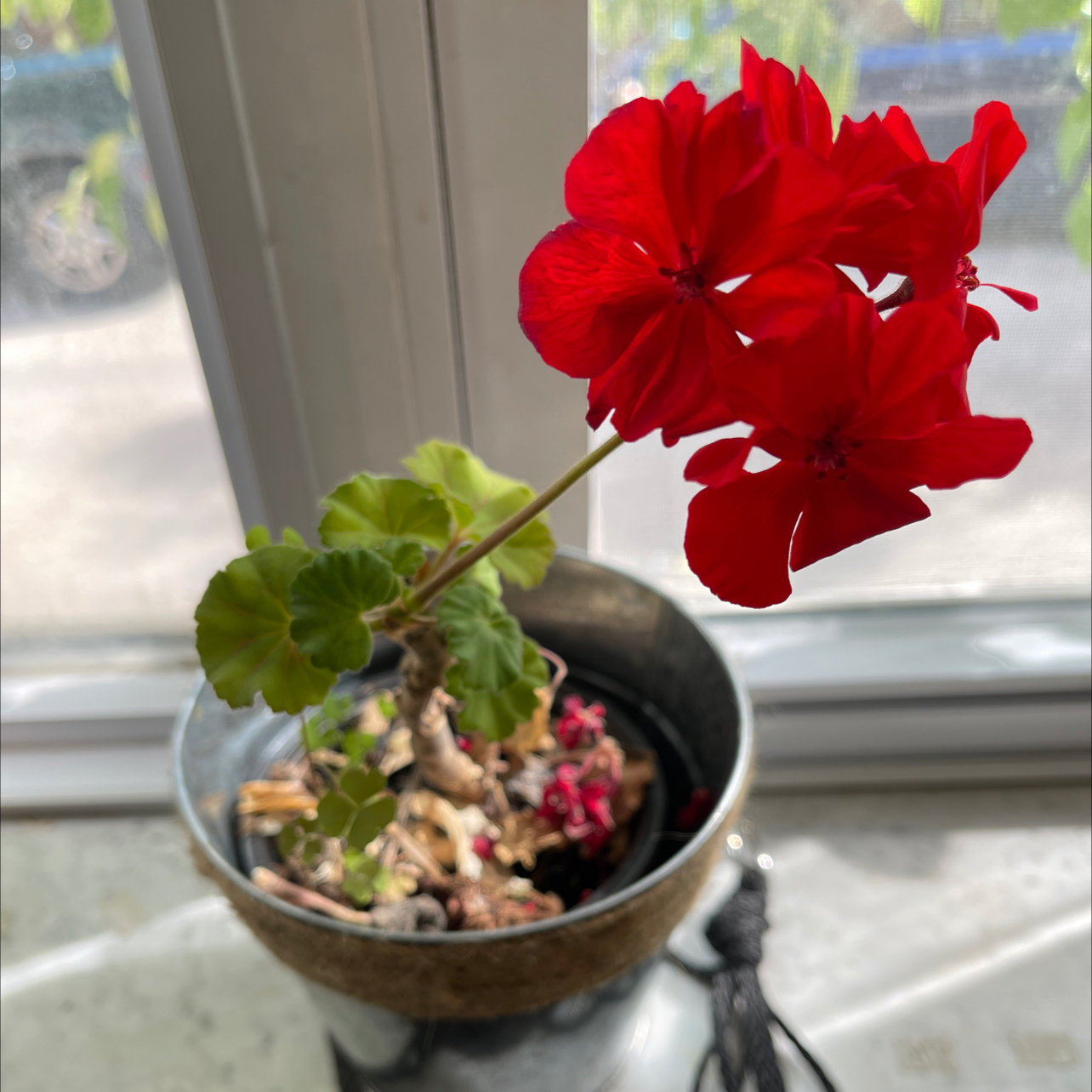 Zonale Geranium plant with red flowers in a pot near a window.
