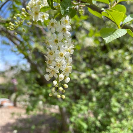 Photo of the plant species Bird Cherry by @GermaneMaypop named Your plant on Greg, the plant care app