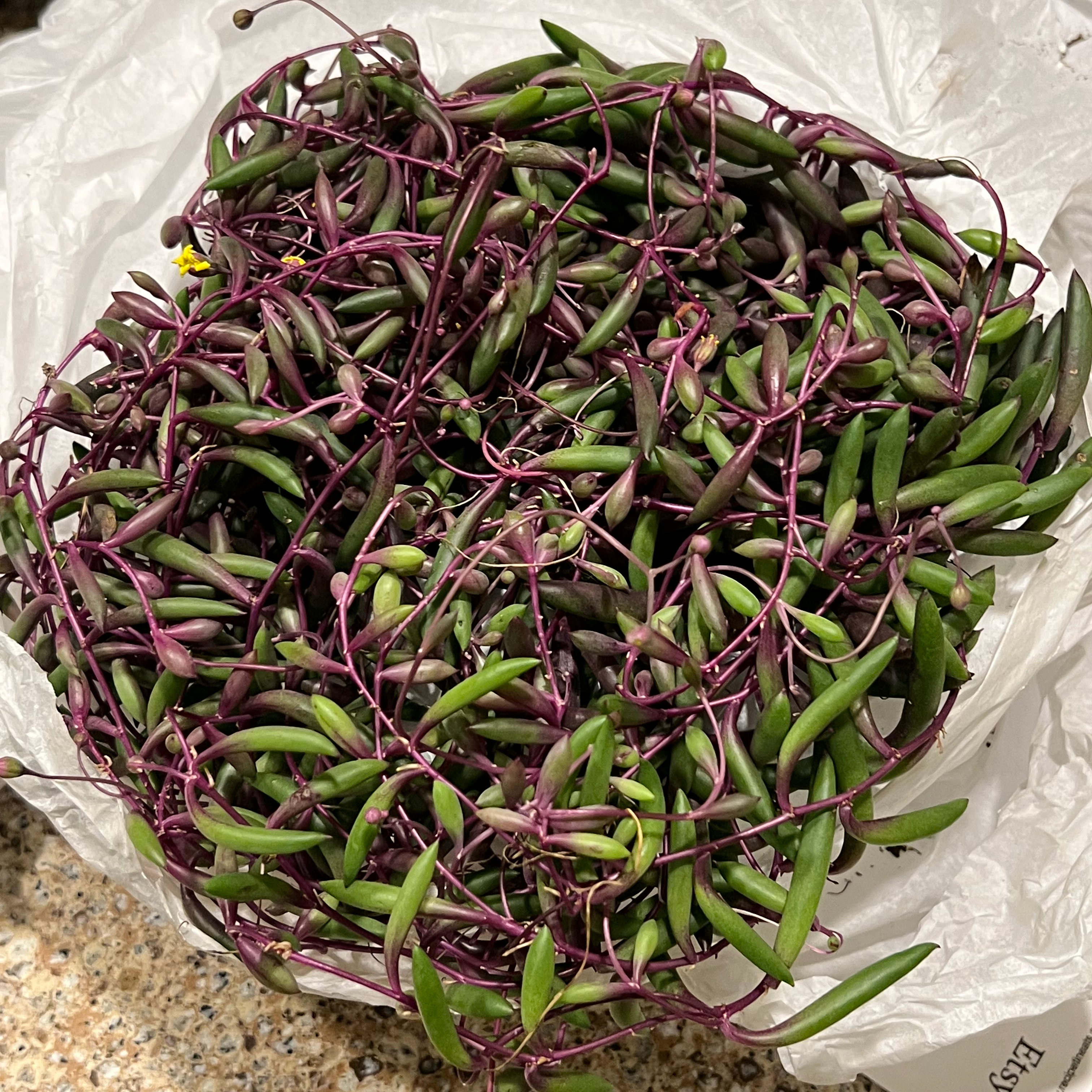 Dense cluster of a 'ruby necklace' plant with green leaves and purple stems.