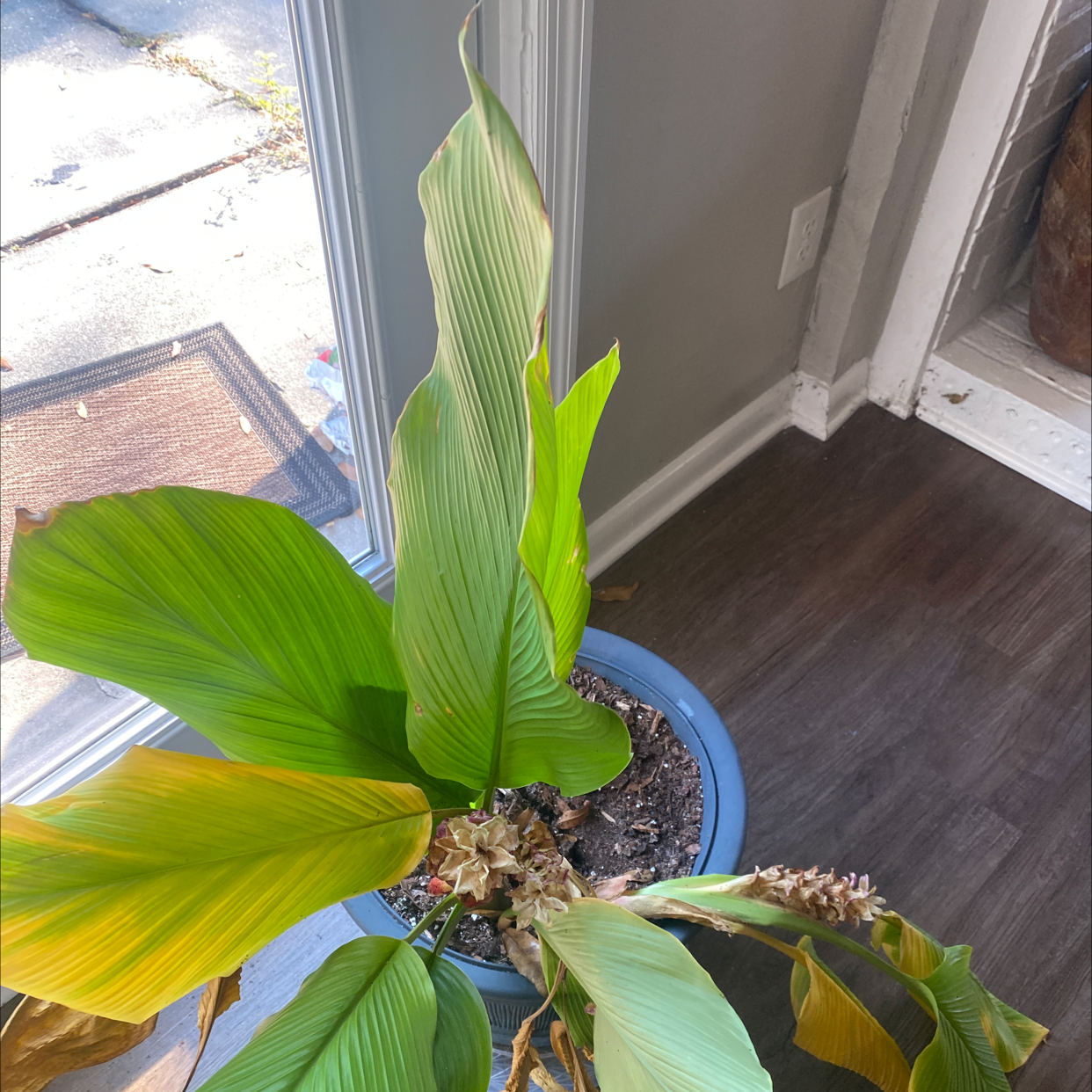 Siam tulip plant in a blue pot with some yellowing and browning leaves, placed indoors near a window.