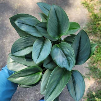 Scindapsus treubii 'Moonlight' plant in Atlanta, Georgia