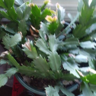 False Christmas Cactus plant in Emporia, Virginia