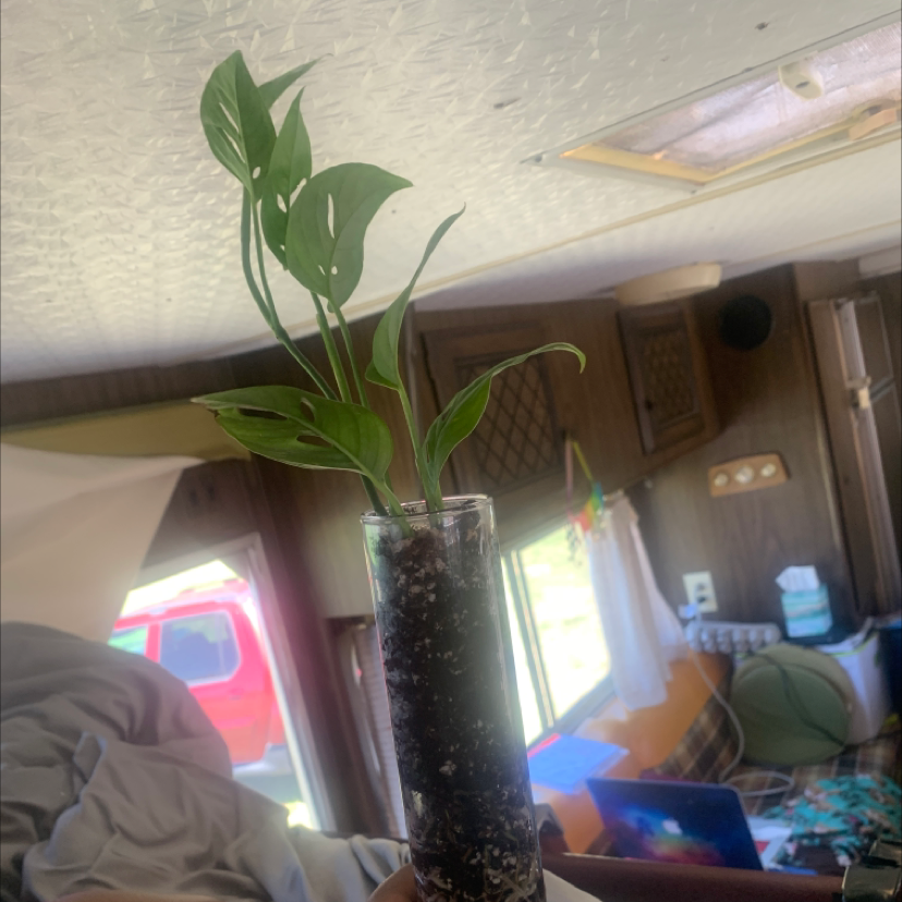 Swiss Cheese Vine plant in a glass container with visible soil, indoors with household items in the background.