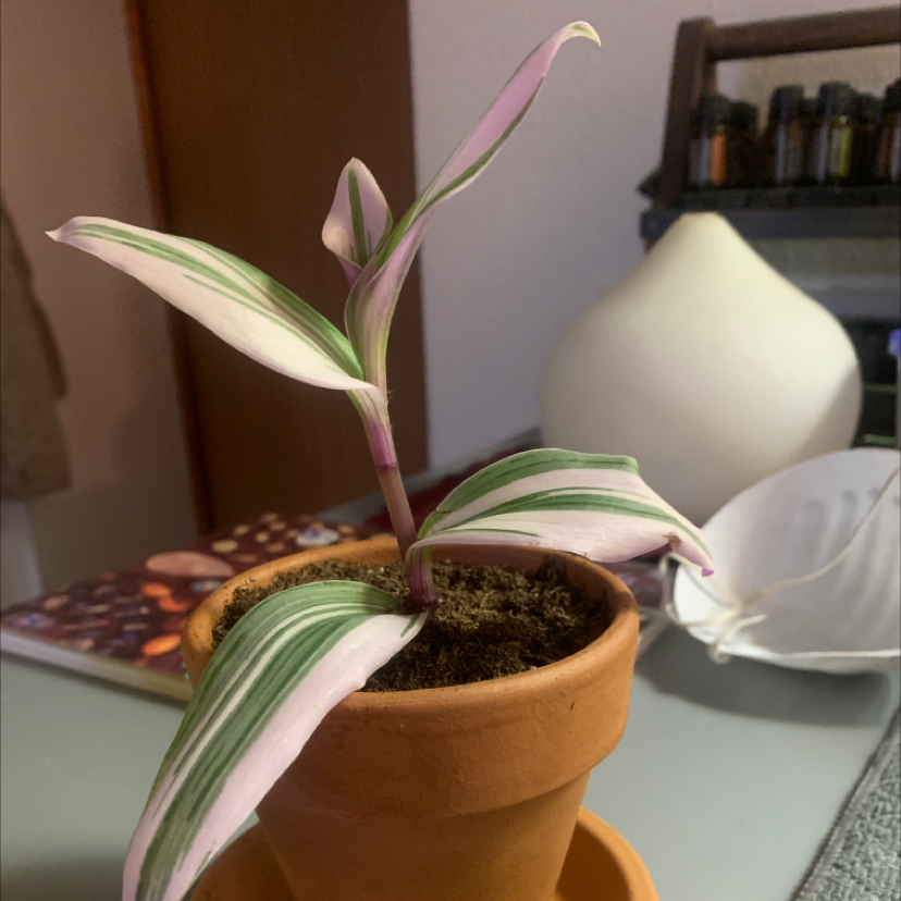 Healthy Moses-in-the-Cradle plant with vibrant green and purple striped leaves in a terracotta pot, well-framed indoor shot.