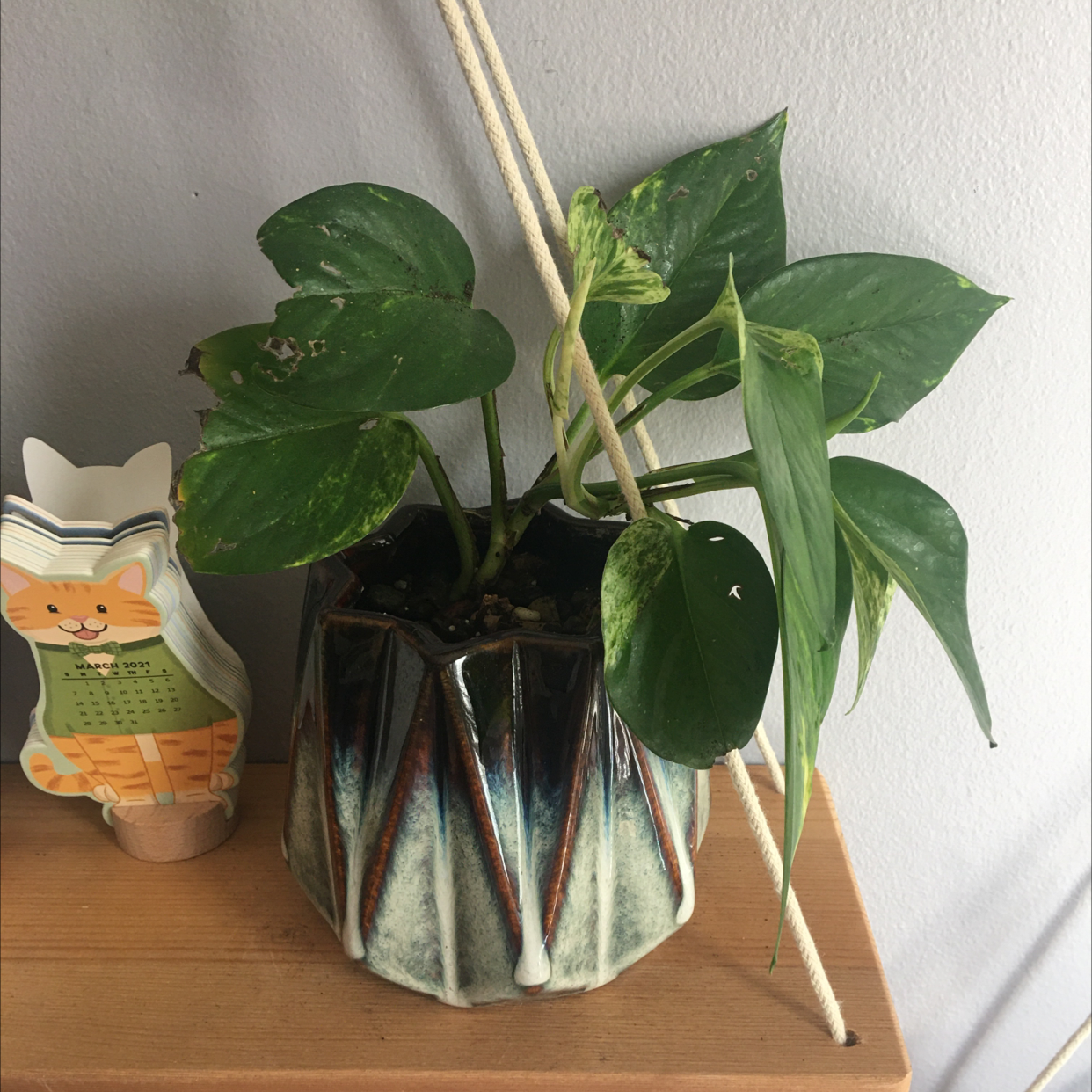 Taro Vine plant photo by Alyson named Keanu leaves on Greg, the plant care app.