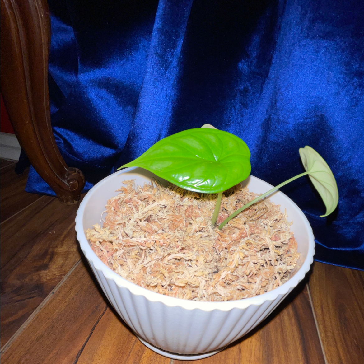 Alocasia 'Dragon Scale' plant with two green leaves in a white pot on a wooden floor.