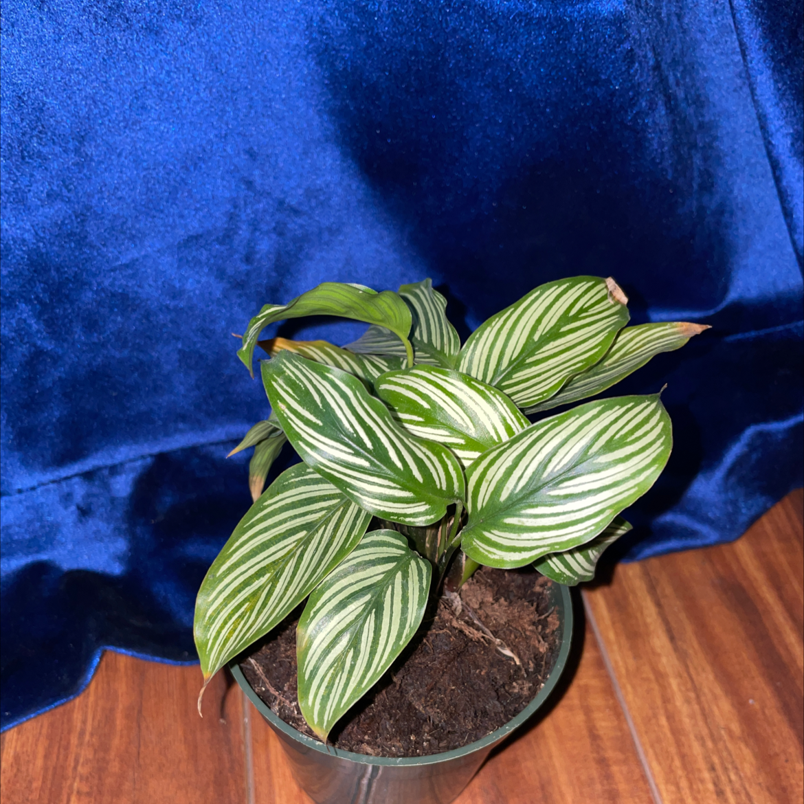 Calathea Vittata plant in a pot with visible soil, vibrant green leaves with white stripes.
