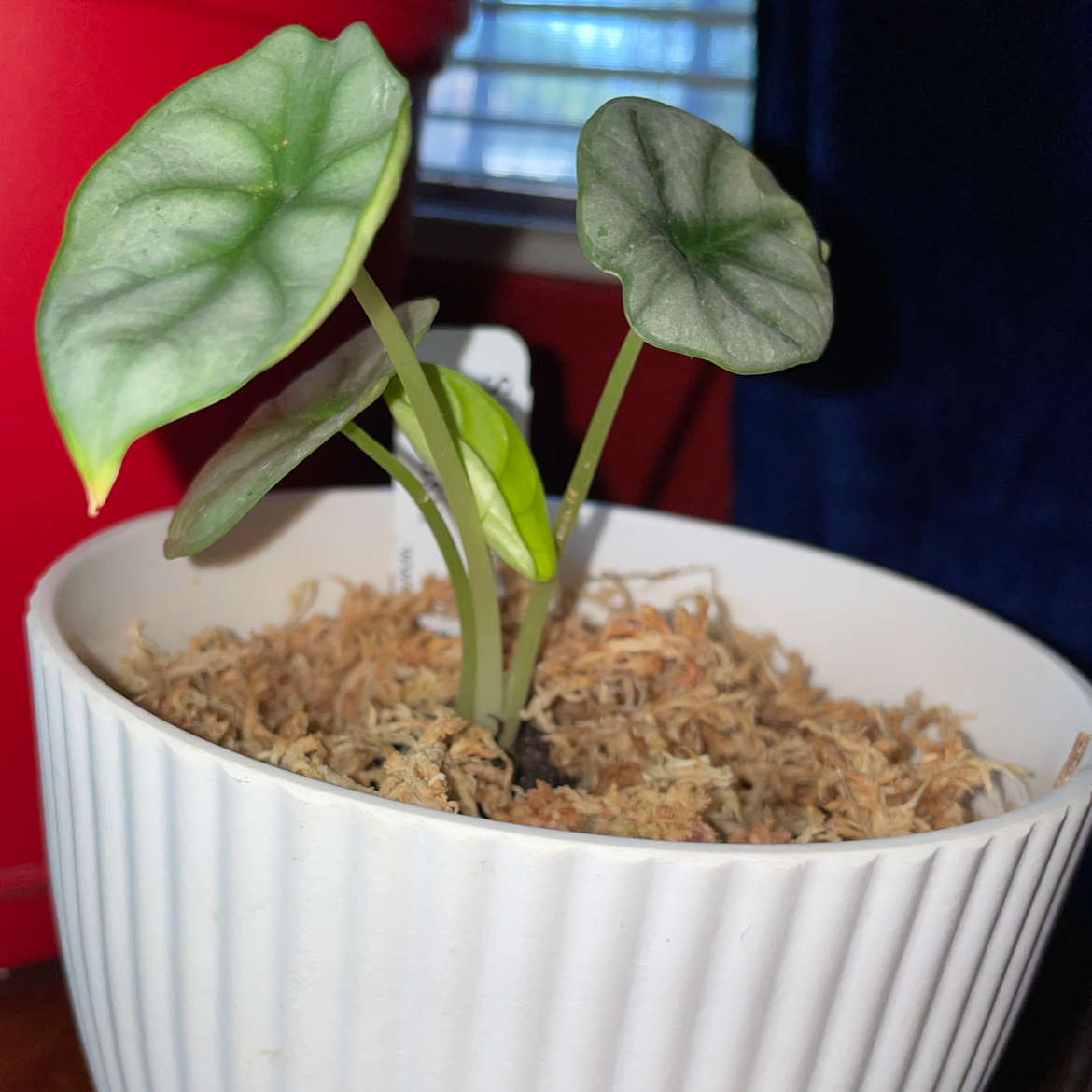 Silver Dragon plant with heart-shaped leaves in a white pot, well-framed and in focus.