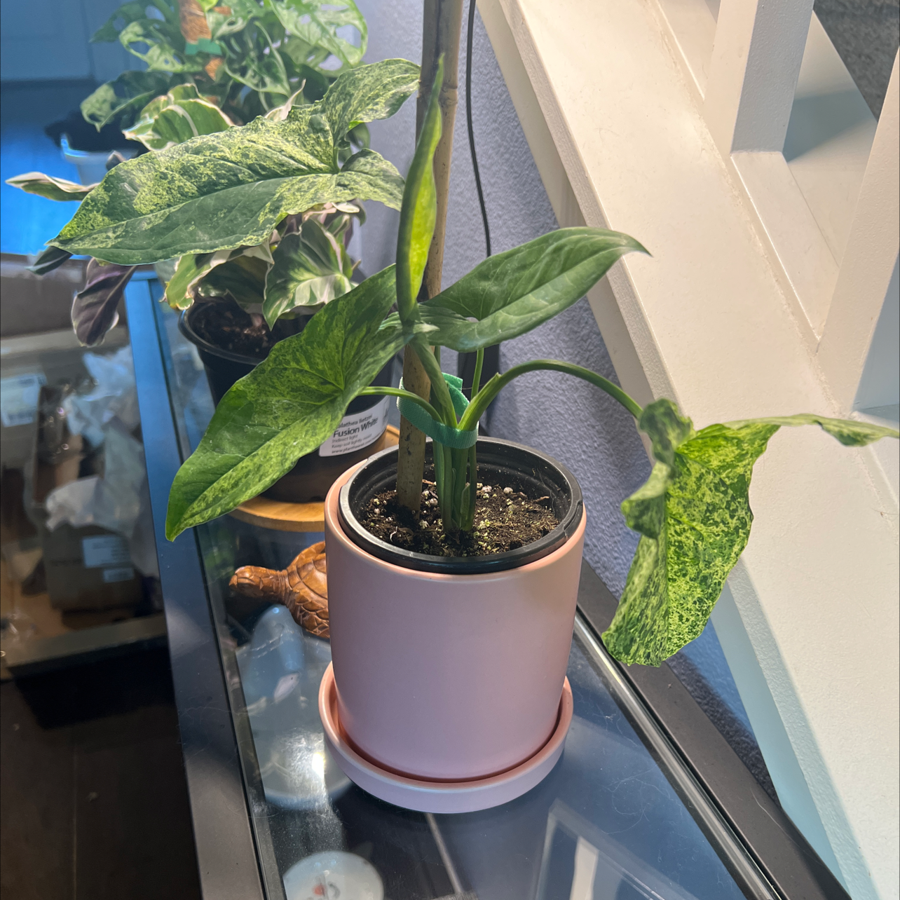 Syngonium podophyllum 'Mojito' plant in a pink pot with visible soil and healthy variegated leaves.