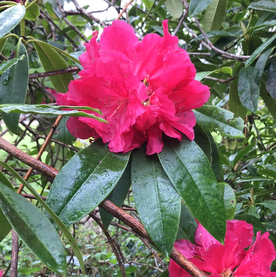 Flowering Alpenrose plant with vibrant pink blooms and elongated green leaves.