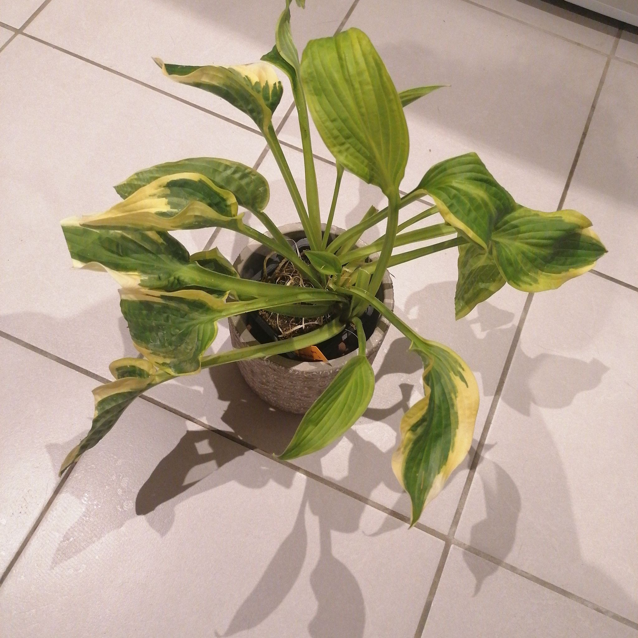 Hosta 'Patriot' plant in a pot with some yellowing and browning leaves.