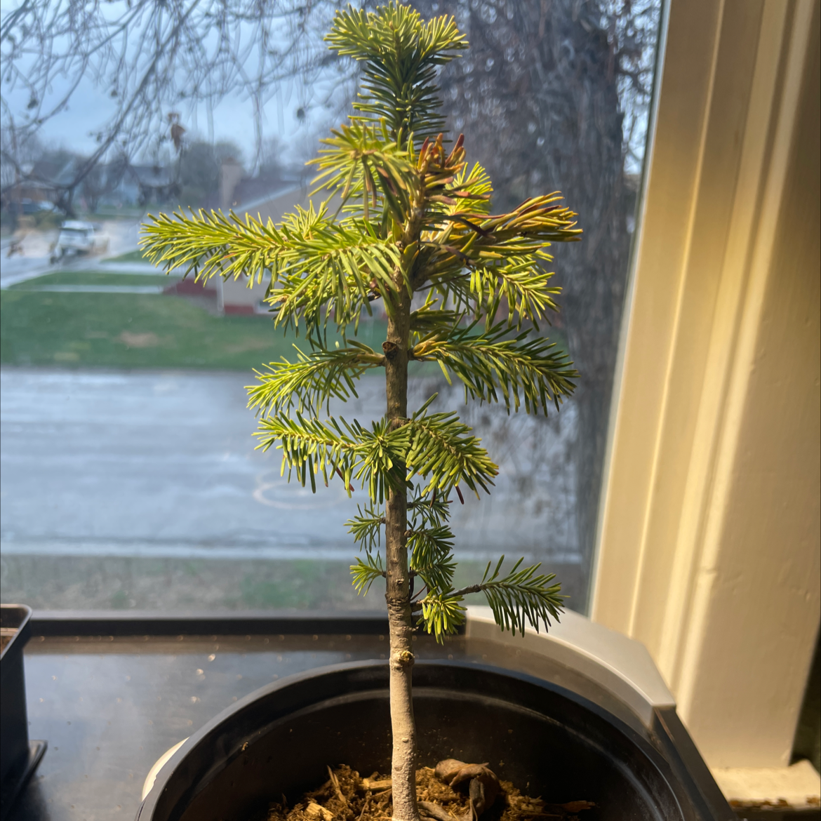 Plant care for Assorted Spruce on Greg, the plant care app