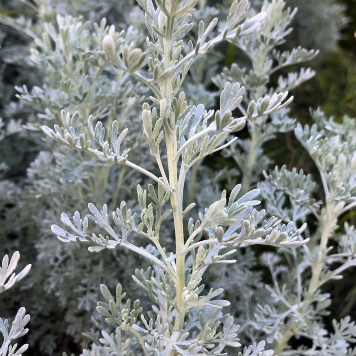 Photo of the plant species Artemisia 'Parfum d'Ethiopia' by @LunarFanatic named Your plant on Greg, the plant care app