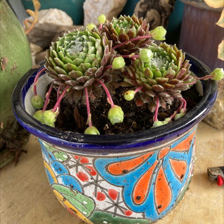 Cobweb Hens and Chicks plant in a colorful pot, healthy with visible soil.