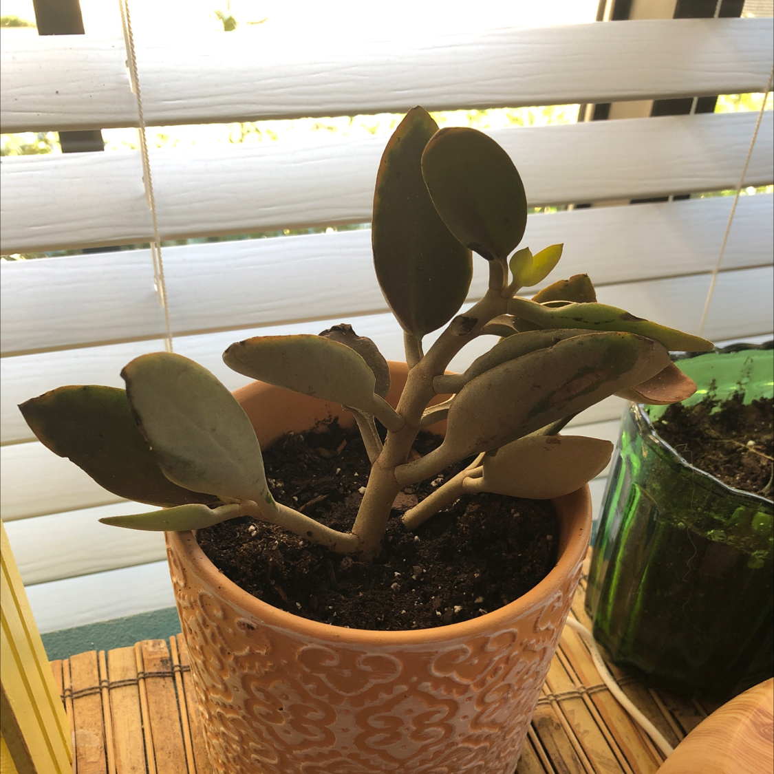 Potted Copper Spoons plant with some yellowing leaves, placed near a window.