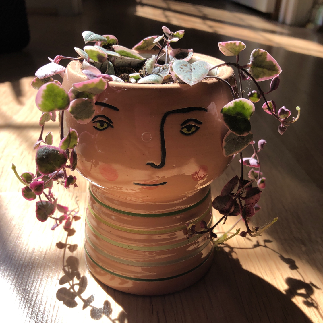 Variegated string of hearts plant in a decorative face-shaped pot.