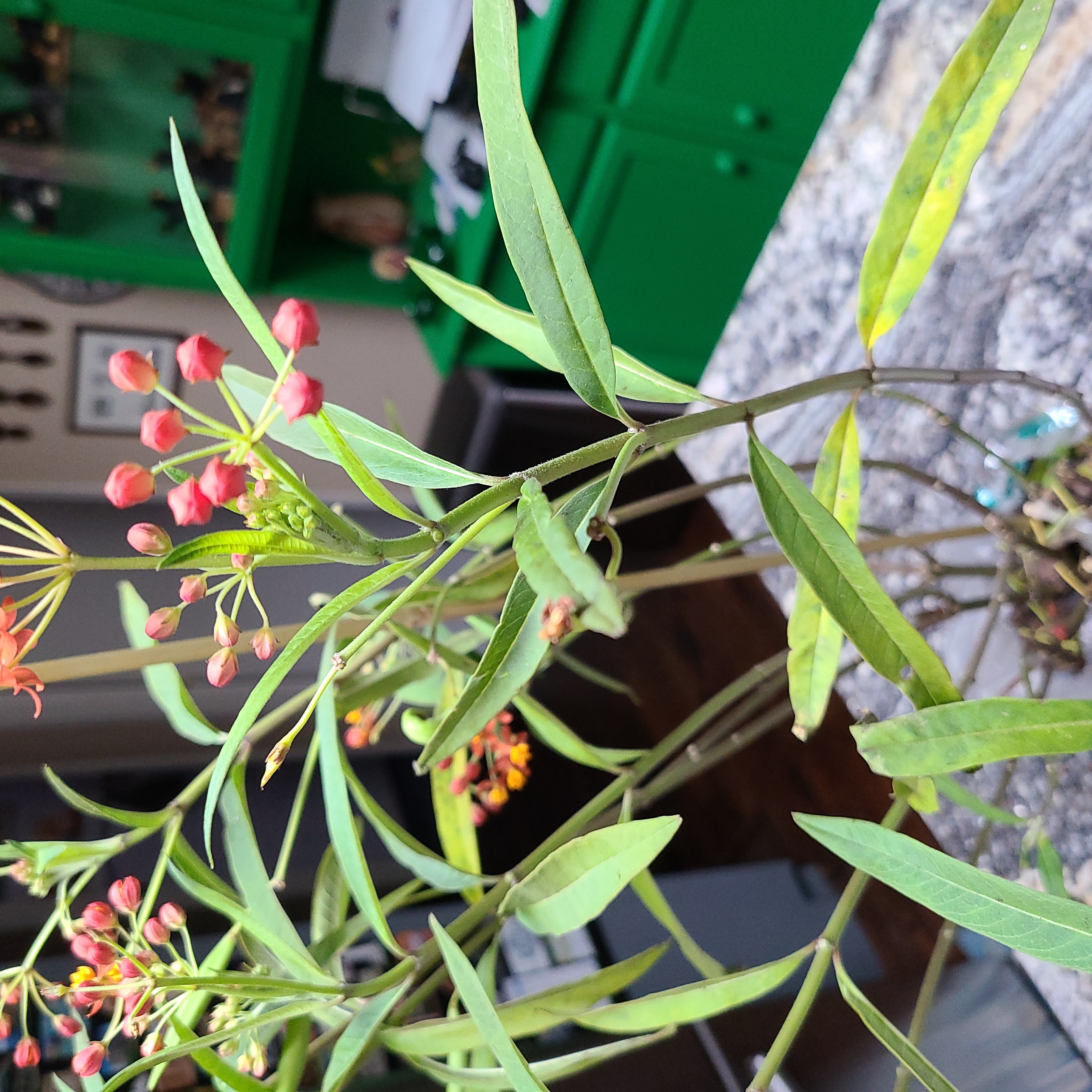 Scarlet Milkweed plant with elongated leaves and clusters of small red and yellow flowers.