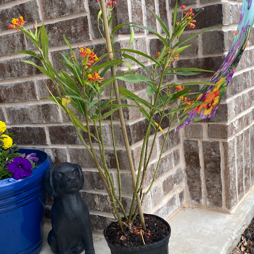 Scarlet Milkweed plant in a pot with red and yellow flowers, placed near a brick wall.