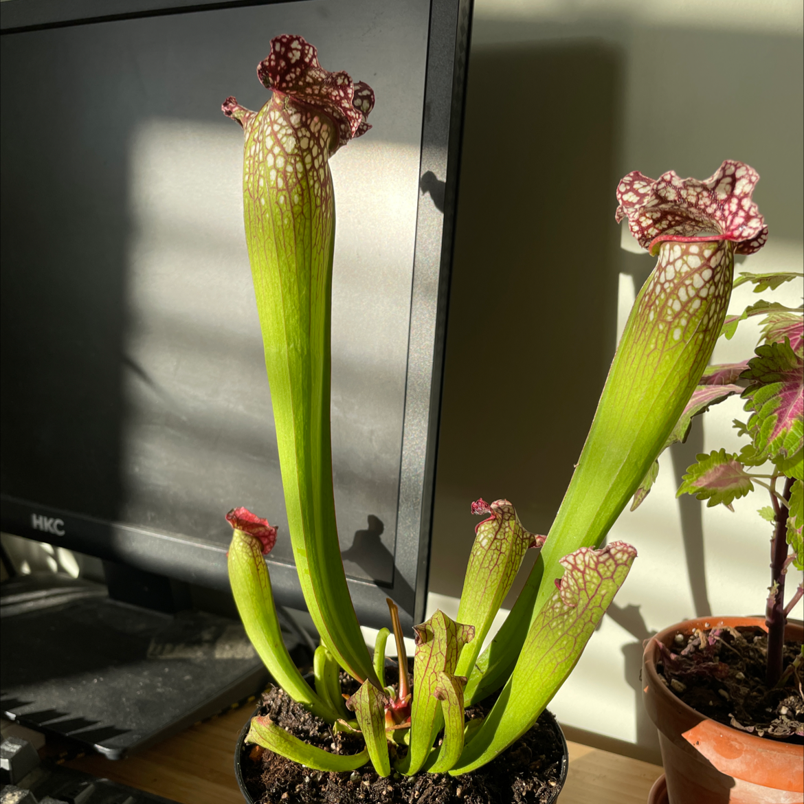 White Topped Pitcher Plant with vibrant green pitchers and white tops with red veining in a pot.