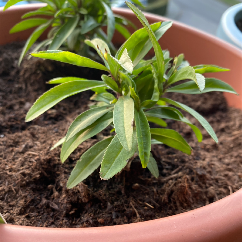 Photo of the plant species Himalayan Marigold by @RichlyCosmo named Mexican dragon on Greg, the plant care app