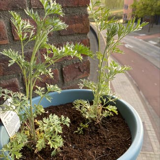 Absinth Sagewort plant in Amersfoort, Utrecht