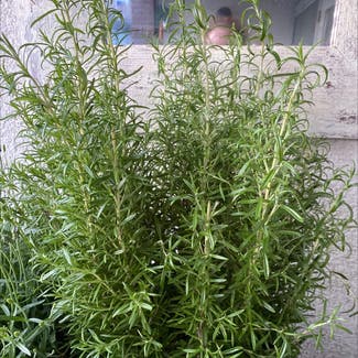 Rosemary plant in Amersfoort, Utrecht