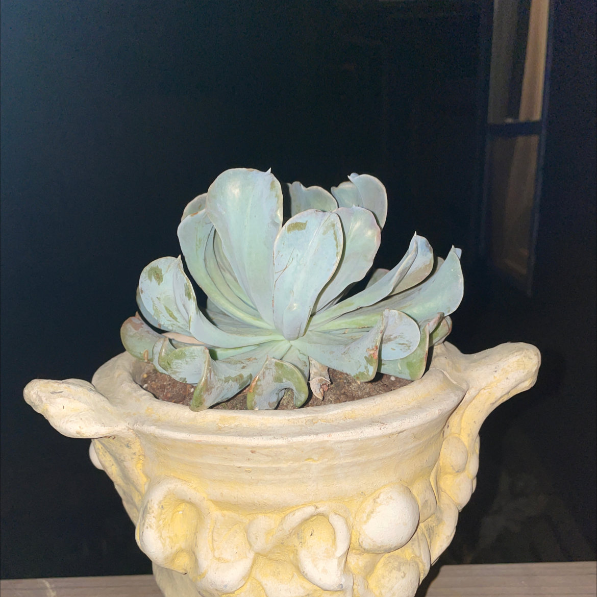 Echeveria Gibbiflora succulent in a decorative pot with some leaf browning.
