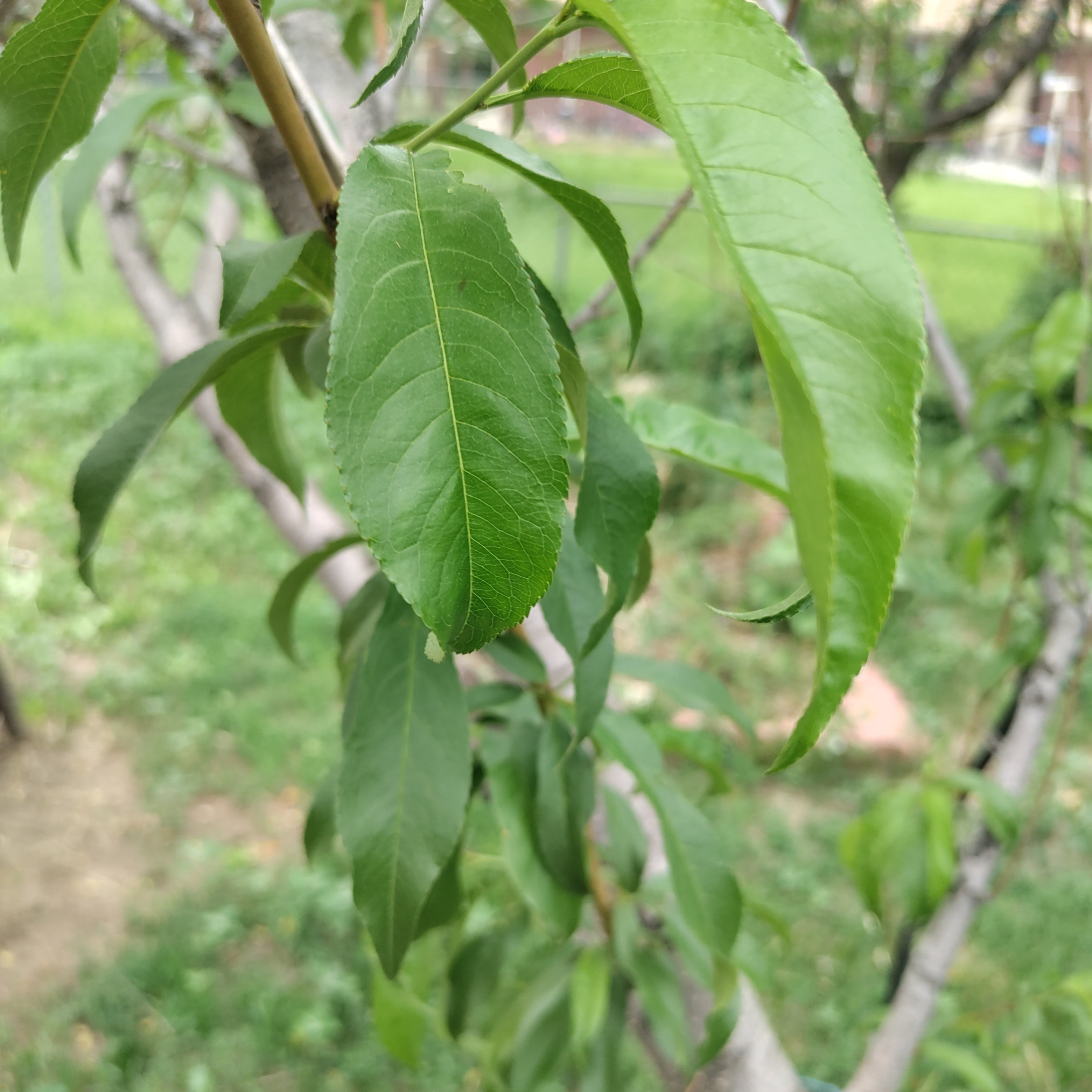 🍑 Why Are My Peach Tree Leaves Turning Yellow?