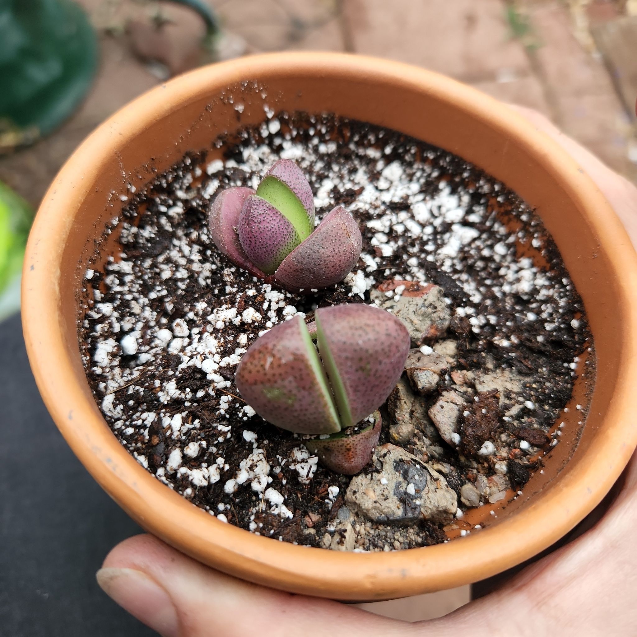 Potted Rubra Lithops plant with two main bodies, healthy appearance, visible soil.