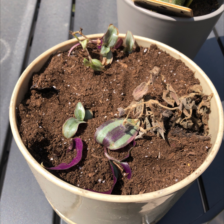 Potted White Velvet plant with discolored and wilted leaves, dry soil.