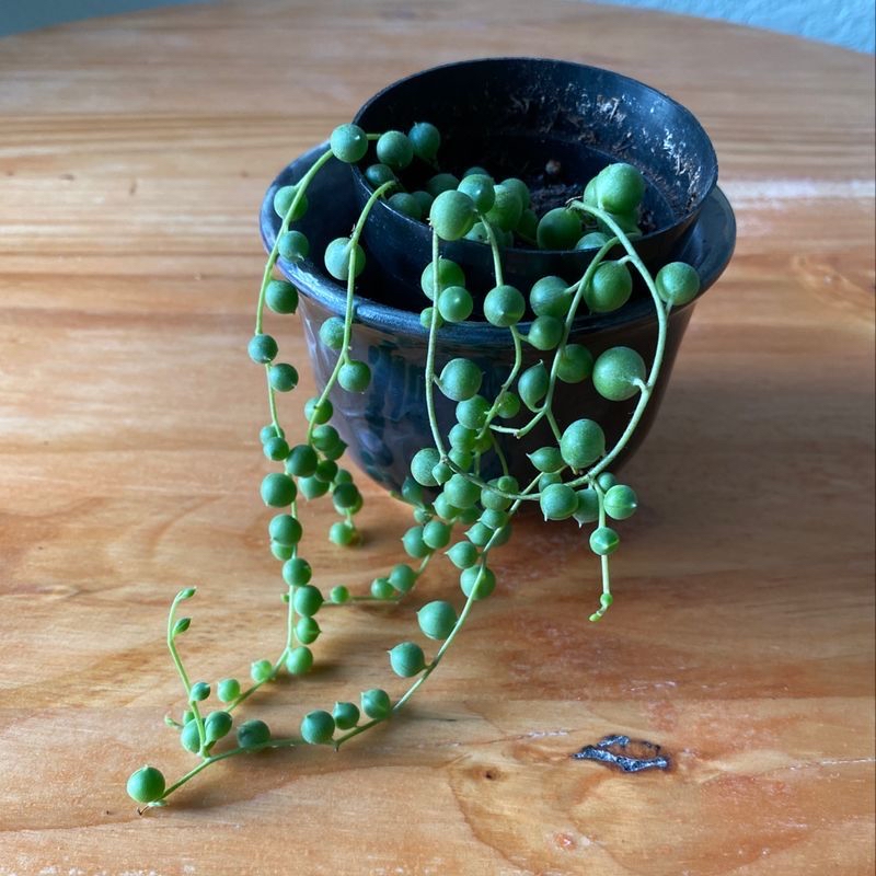 String of Pearls plant in a black pot with green, spherical leaves cascading over the pot.