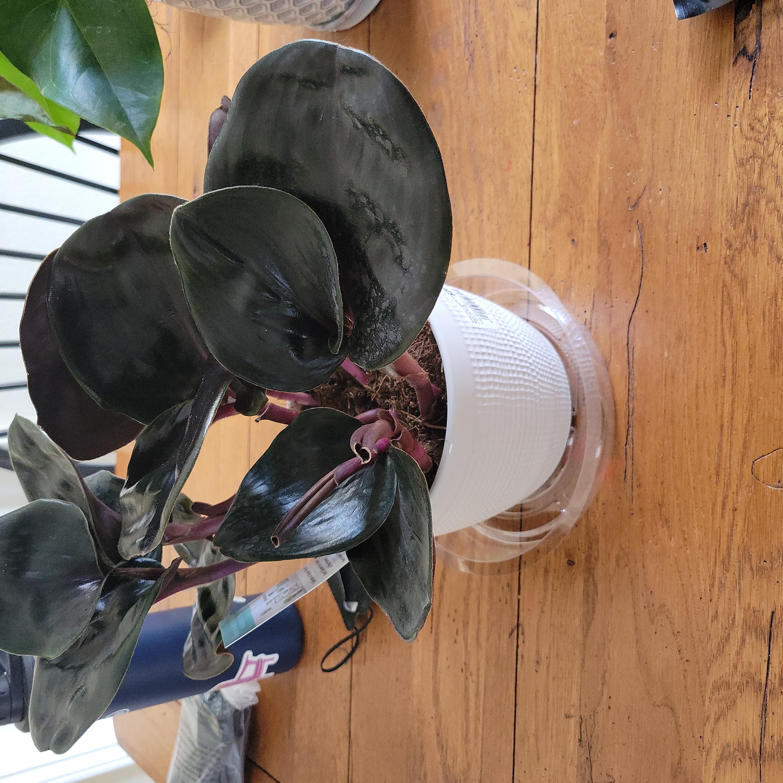 Geogenanthus ciliatus plant in a white pot on a wooden surface with dark, glossy leaves.
