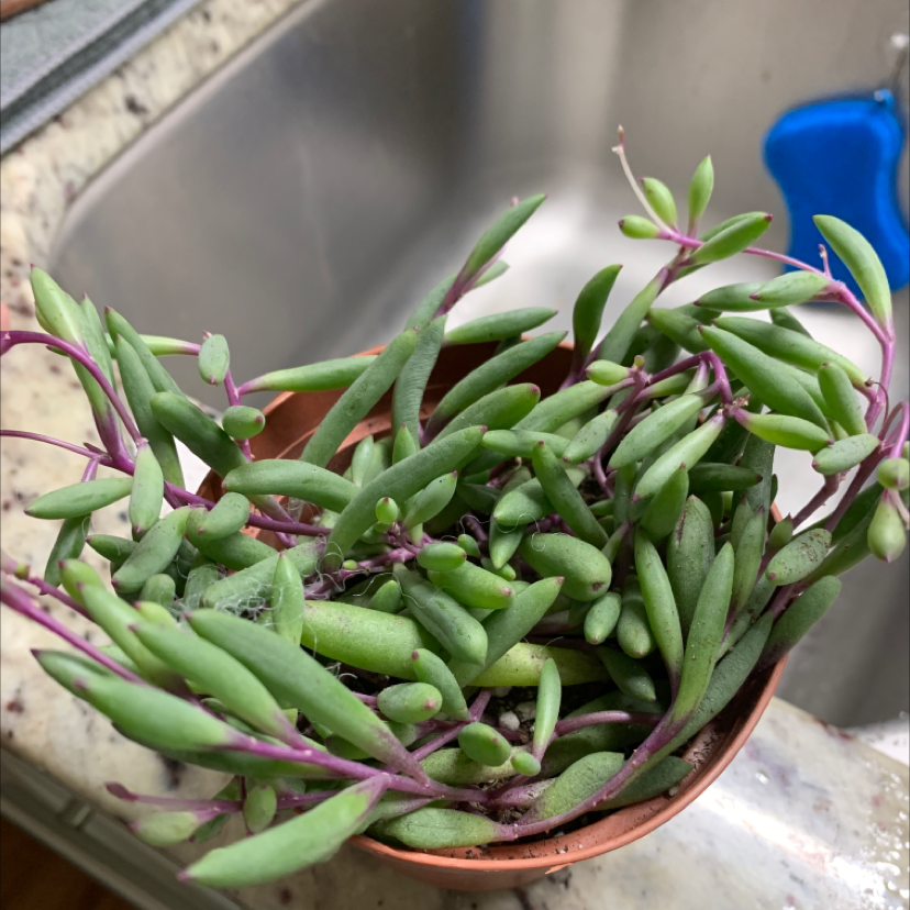 Potted ruby necklace plant with healthy green leaves and purple stems.