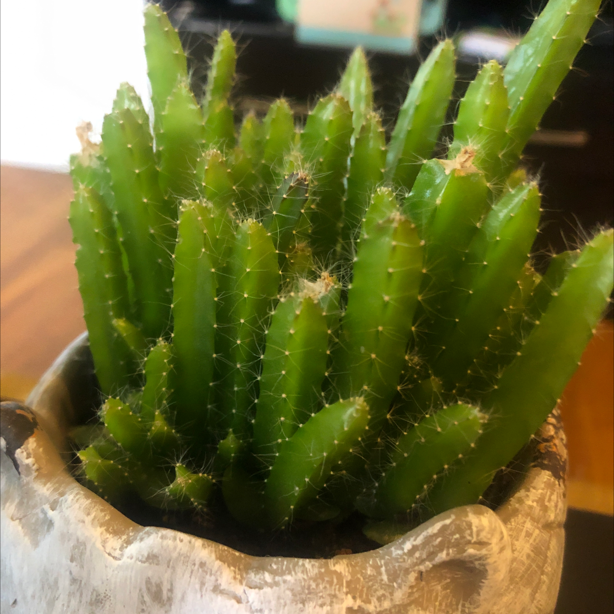Healthy Lady-Finger Hedgehog Cactus in a pot with vibrant green stems.