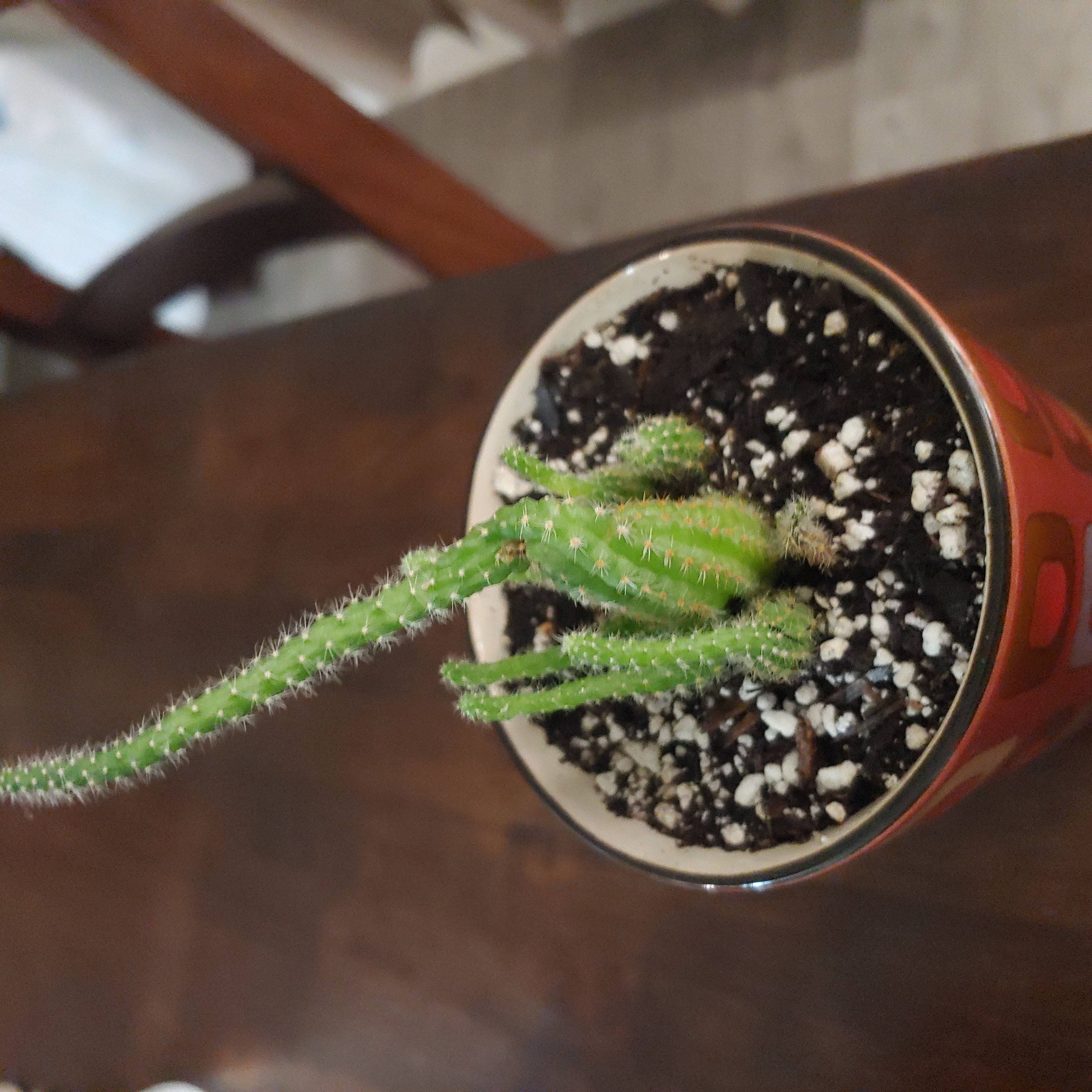 A small Organ Pipe Cactus in a pot with visible soil, appearing healthy.