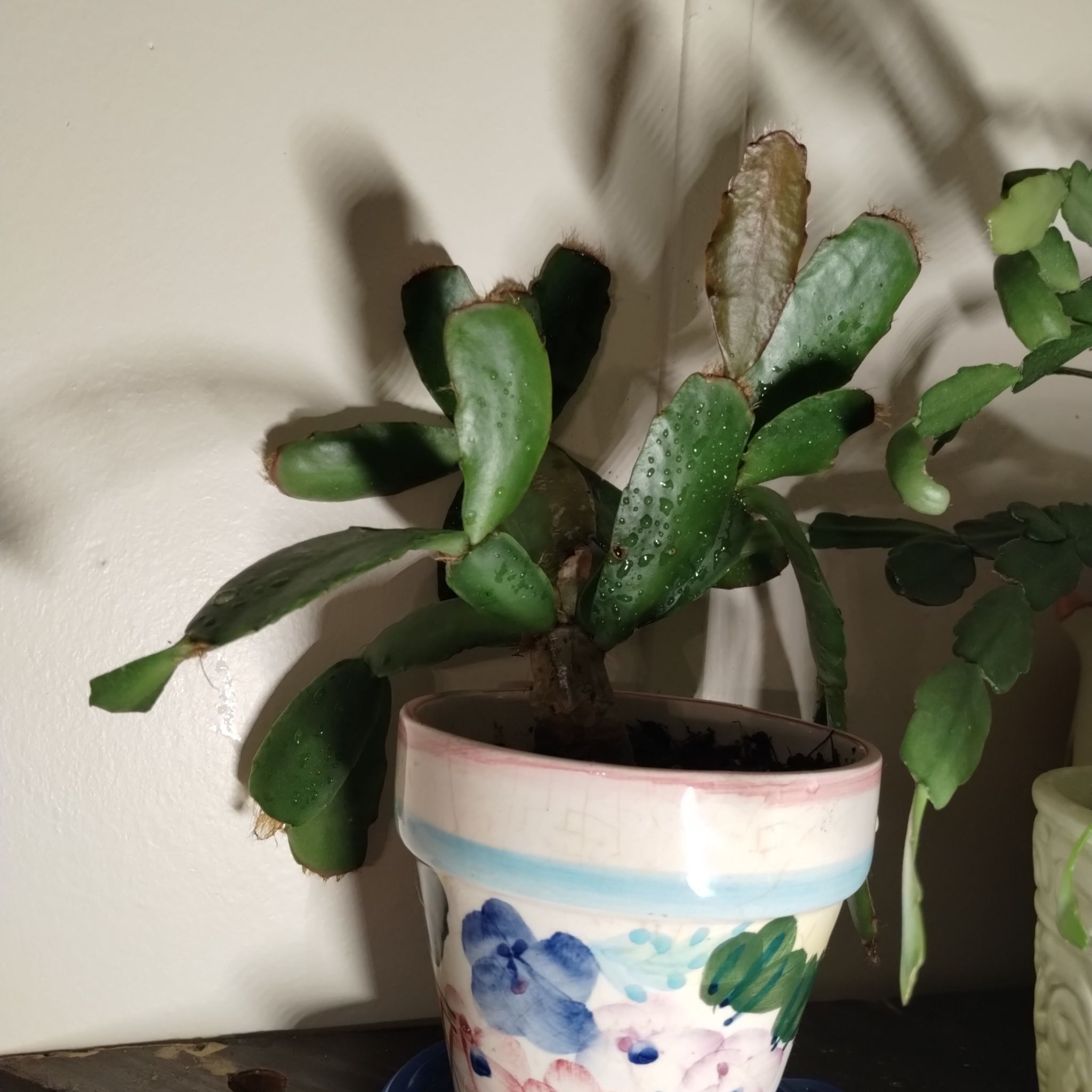 Photo of the plant species Schlumbergera × graeseri by @kittkatt named Crissy on Greg, the plant care app