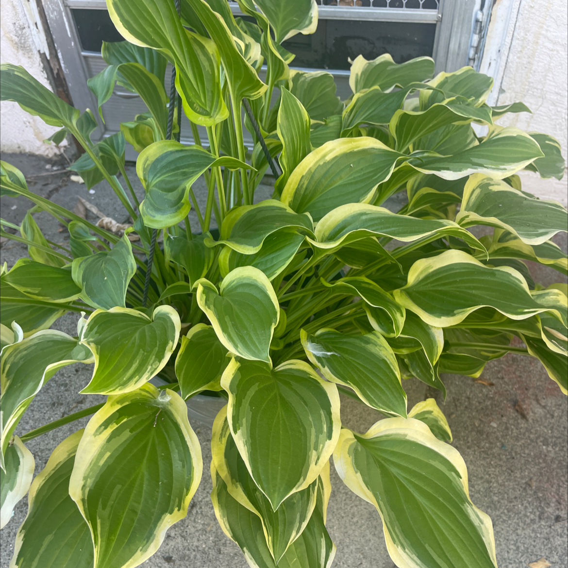 Hosta sieboldii plant with variegated leaves, healthy and well-framed.