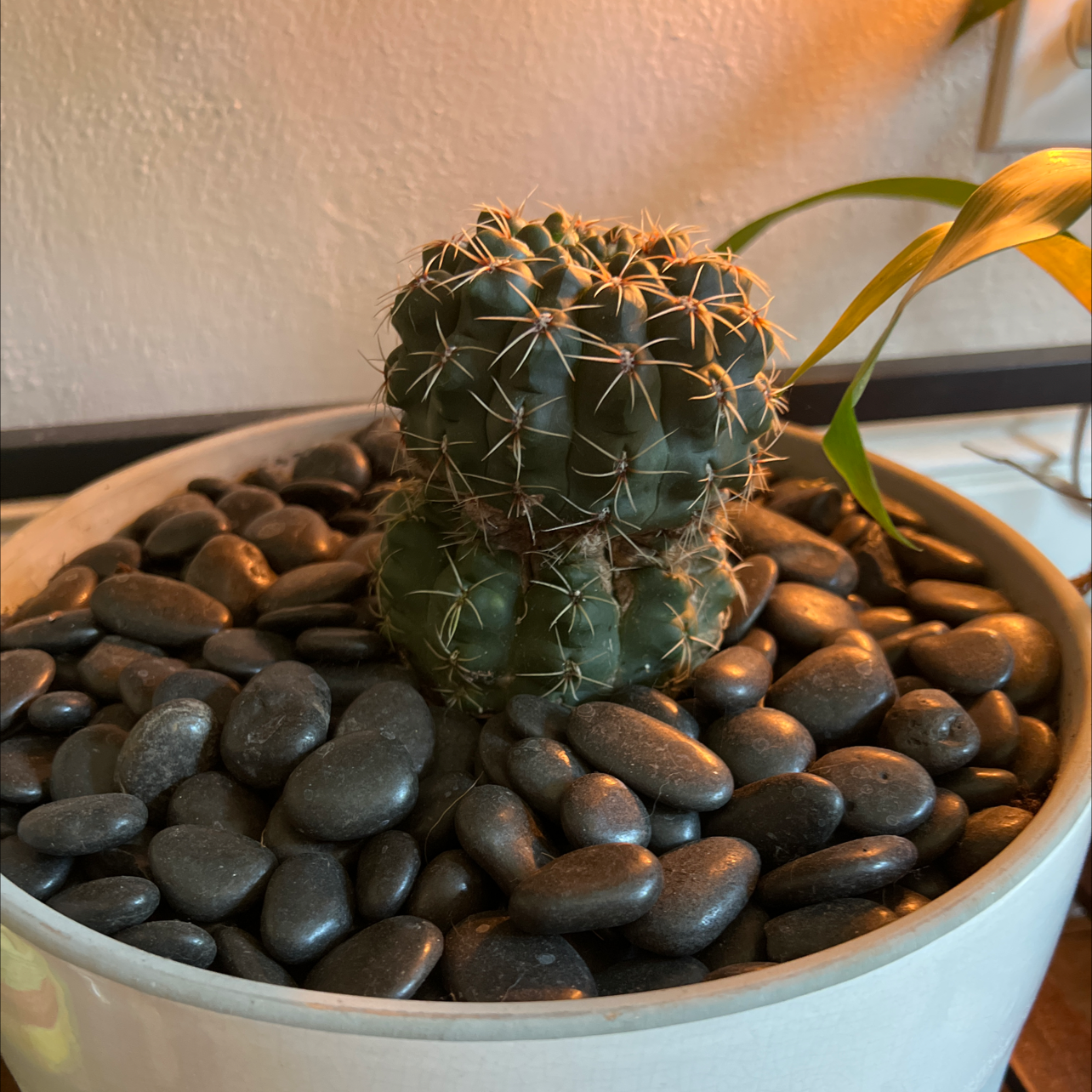 Miniature Barrel Cactus in a pot with decorative stones, well-framed and in focus.