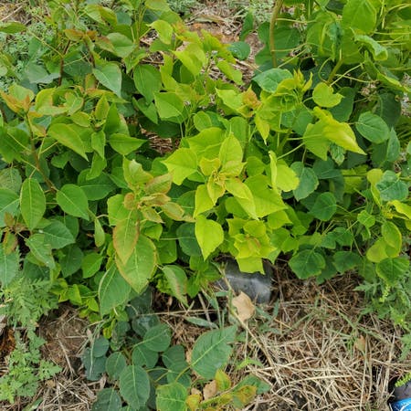 Photo of the plant species Chinese Tallow by Gracefulmastic named ?? on Greg, the plant care app